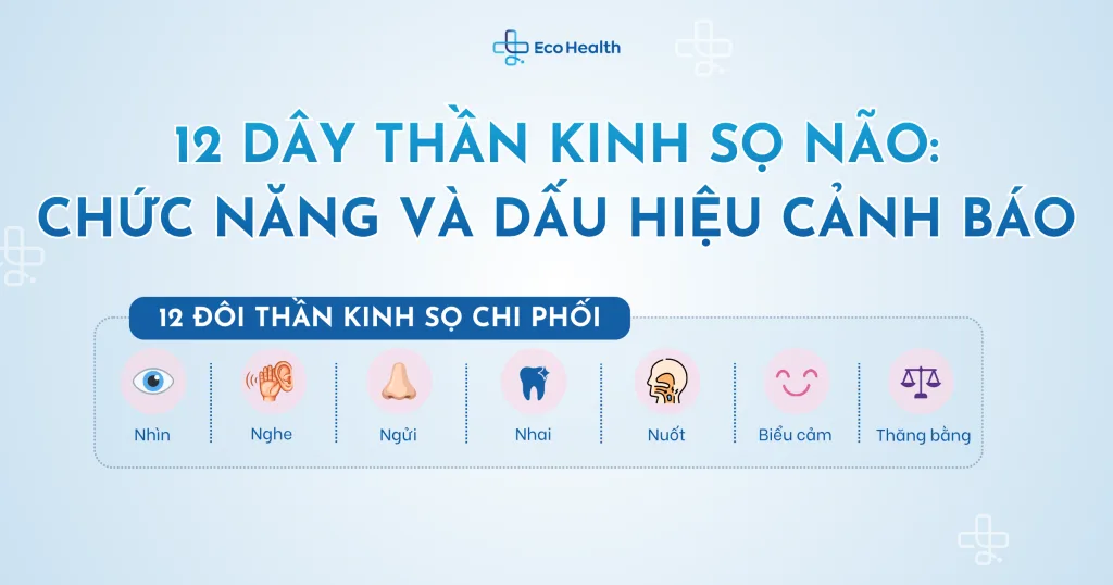 12 dây thần kinh sọ não: chức năng và dấu hiệu cảnh báo