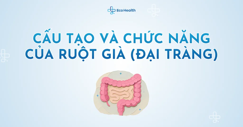 Cấu tạo và chức năng của ruột già (đại tràng)
