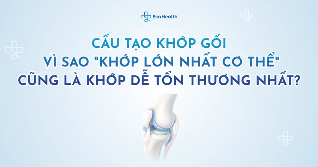 Cấu tạo khớp gối: vì sao “khớp lớn nhất cơ thể” cũng là khớp dễ tổn thương nhất?