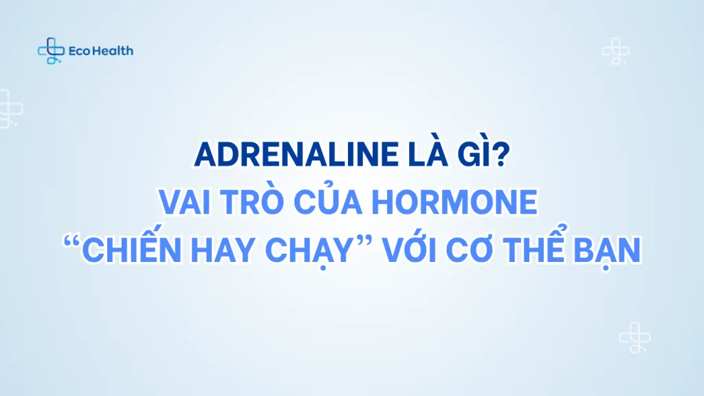 Adrenaline là gì? Vai trò của hormone “chiến hay chạy” với cơ thể bạn