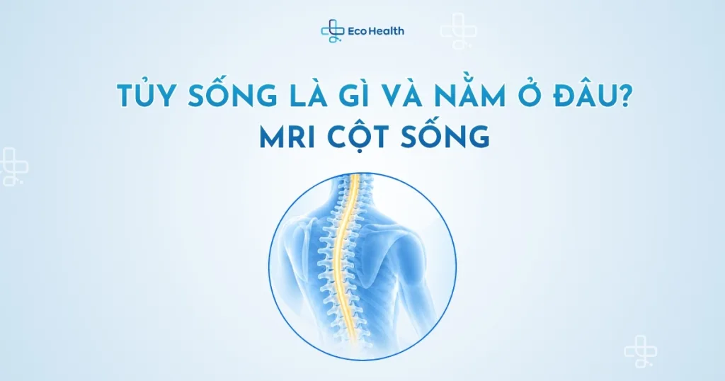 Tủy sống là gì và nằm ở đâu?