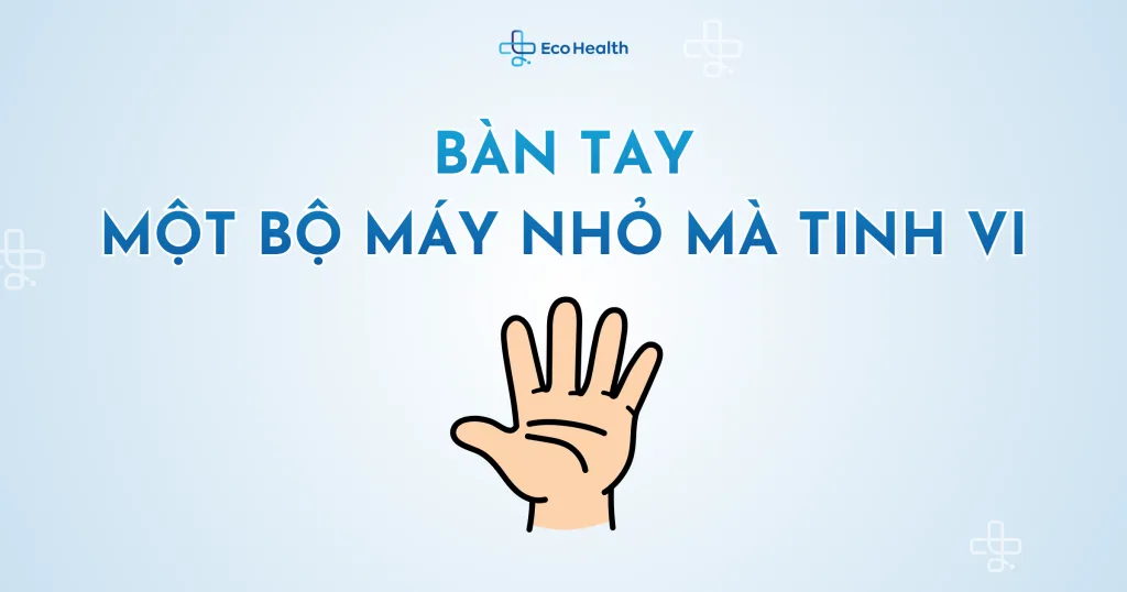 Bàn Tay – Một bộ máy nhỏ mà tinh vi