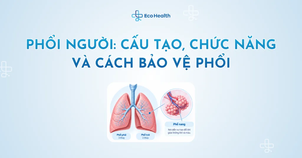 Phổi người: cấu tạo, chức năng và cách bảo vệ phổi